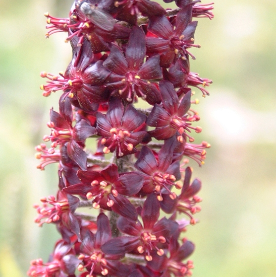 Veratrum nigrum / Veratro nero
